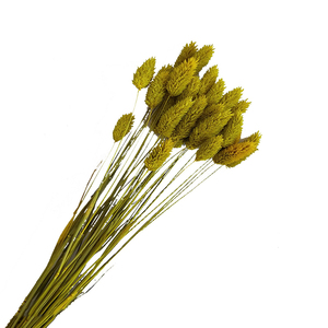Hierba de Joyería de Zante, <span class=keywords><strong>Phalaris</strong></span>, Hierba Seca Decorativa para Bodas, Día de la Madre, Graduación, Decoración del Hogar, Flores Reales - Product Image 2