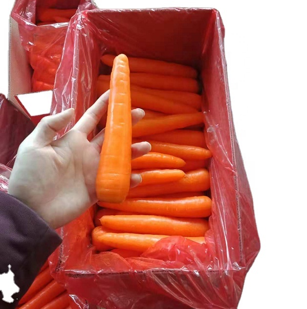 Emballage de carottes japonaises en carton, 10kg, nouvelle collection 2020