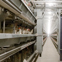 Cage Automatique de Haute Qualité pour Poulets, Poulailler Professionnel en Batterie en H pour Poules Pondeuses