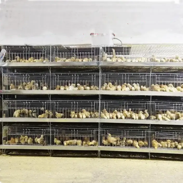 Kandang Ayam Tipe H Kualitas Tinggi Lapisan Telur Burung Puyuh Lapisan untuk Dijual Lapisan Kandang Ayam