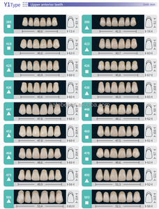 Prótesis Dental YP de Dos Capas, Dientes Superiores Anteriores de Resina Sintética Y1, Dientes de Resina Acrílica Dental - Product Image 6