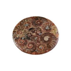 Fósiles de amolita de Venta caliente Especímenes minerales paleontológicos Fósiles de animales marinos naturales de Ciencia para Niños - Product Image 5