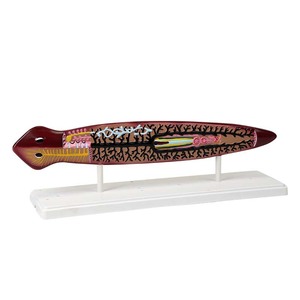 Modelo Biológico de Planaria Qinghua QH3218 para Laboratorio - Demostración, Enseñanza y Uso Estudiantil - Product Image 1