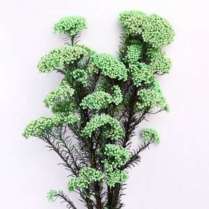100g/paquet naturel véritable décoratif préservé fleur de riz séché Bouquet pour la maison mariage fête fleur Arrangement <span class=keywords><strong>boutique</strong></span> - Product Image 3
