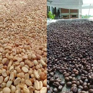 Máquina Eléctrica Automática para Despulpado de Granos de Café, para el Procesamiento de Café y Accesorios Adicionales - Product Image 5