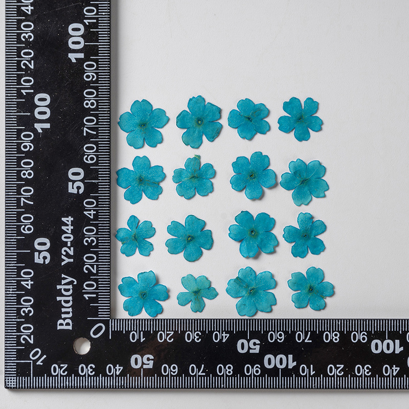 Turquoise teint 12 pcs/sac