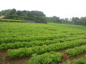 天然植物抽出オニオンエッセンシャルオイルトップグレード化粧品工場バルクオニオンオイル - Product Image 2