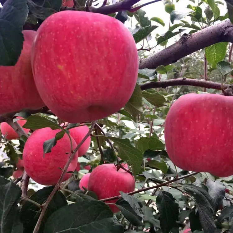 Kırmızı organik taze meyve elma