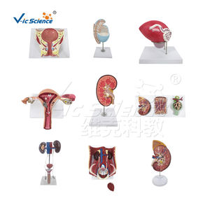 Nouveau modèle d'<span class=keywords><strong>estomac</strong></span> humain <span class=keywords><strong>de</strong></span> taille avec bande gastrique - Product Image 6