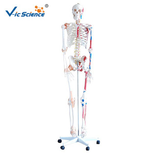 Squelette humain avec coloration musculaire et modèle de ligaments, 180 cm de haut, modèle détachable pour l'enseignement de l'anatomie. - Product Image 5
