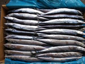 X2645新库存最优惠价格太平洋秋刀鱼全脂肪新鲜散装包装高品质鱼冷冻秋刀鱼 - Product Image 3