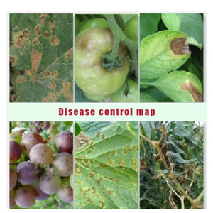 ผงไดเมทโตมอร์ฟผงทางการเกษตร - Product Image 4