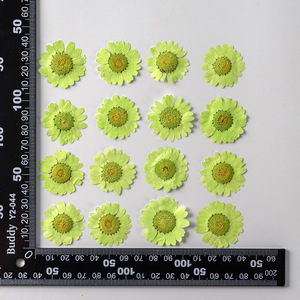 12 pz/confezione Margherite Daisy per Scrapbooking, Resina Epossidica, Bling-bling, <span class=keywords><strong>Fiore</strong></span> Naturale Pressato Ecologico - Product Image 2