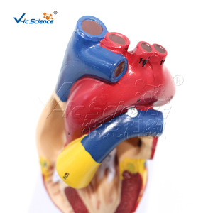 Modèle anatomique du cœur humain naturel, modèle de cœur de simulation pédagogique détachable, modèle anatomique - Product Image 4