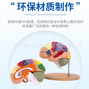 Modèle d'artère cérébrale à 4 parties avec grossissement 2x, modèle de vaisseaux sanguins cérébraux, modèle d'anatomie du cerveau humain neurologique - Product Image 4