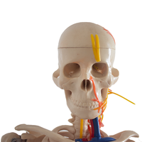 Modèle de squelette anatomique humain demi-taille modèle en plastique de science médicale avec des os détaillés pour l'éducation et la formation