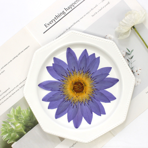 Lirio de Agua Azul Seco y Prensado Natural, para Decoraciones, Especímenes de Plantas y Flores - Product Image 5