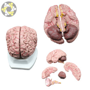 Pengenalan ilmiah Model otak 2 aplikasi anatomi dapat dilepas untuk studi anatomis manusia dalam sains medis - Product Image 6