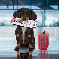 Portefeuille multifonction élégant pour animaux de compagnie 2025 – Housse de passeport en cuir vierge pour chien et chat, personnalisable par sublimation avec logo, noir/blanc, 11x16,5 CM
