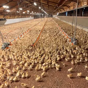 Automatisches kundenspezifisches Tiernährsystem Haltung von Geflügelfarmen Hauszubehör für Broiler-Hühnchenfarm