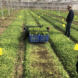 <span class=keywords><strong>Convolvulus</strong></span> cosechadora espinacas cosechadora y lechuga de hoja máquina de cosecha - Product Image 2