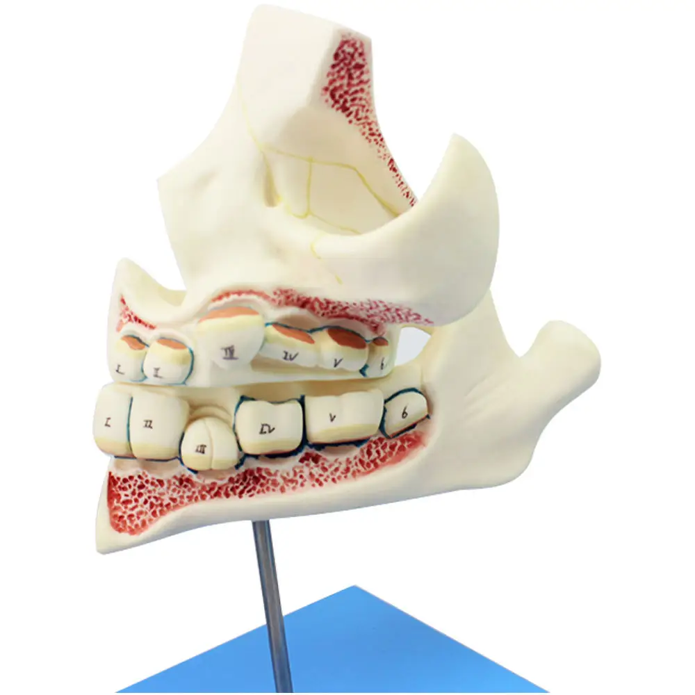 Medische Onderwijs Kind Developmental Model Van Tanden En Kaken Peuter Orale Tandheelkundige Gezondheidszorg Model