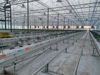 Serre commerciale pour la culture de tomates - Couverture en PE durable et ventilation pour légumes, fruits, fleurs, arbres