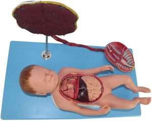Placental tali Umbilical dan janin terlampir Model Viscera Neonatal anatomi bayi baru lahir tali plasenta umbilikal Model - Product Image 4
