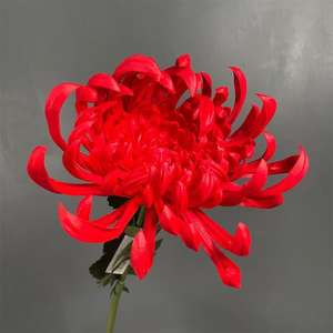 Chrysanthème simulé, branche unique, fleur artificielle, décoration de la maison, décoration de scène de mariage, décoration d'hôtel - Product Image 4