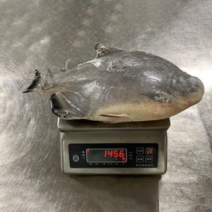 Pescado Rojo Pomfret, Precio del Pescado Pompano Rojo Entero y Redondo, Pescado Pomfret Congelado IQF, <span class=keywords><strong>Pacu</strong></span> Rojo - Product Image 6