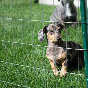 Dark Green PVC Coated Welded <b>Wire</b> <b>Mesh</b> Panels Sell Well for Cage Applications Quality Fencing - Product Image 4