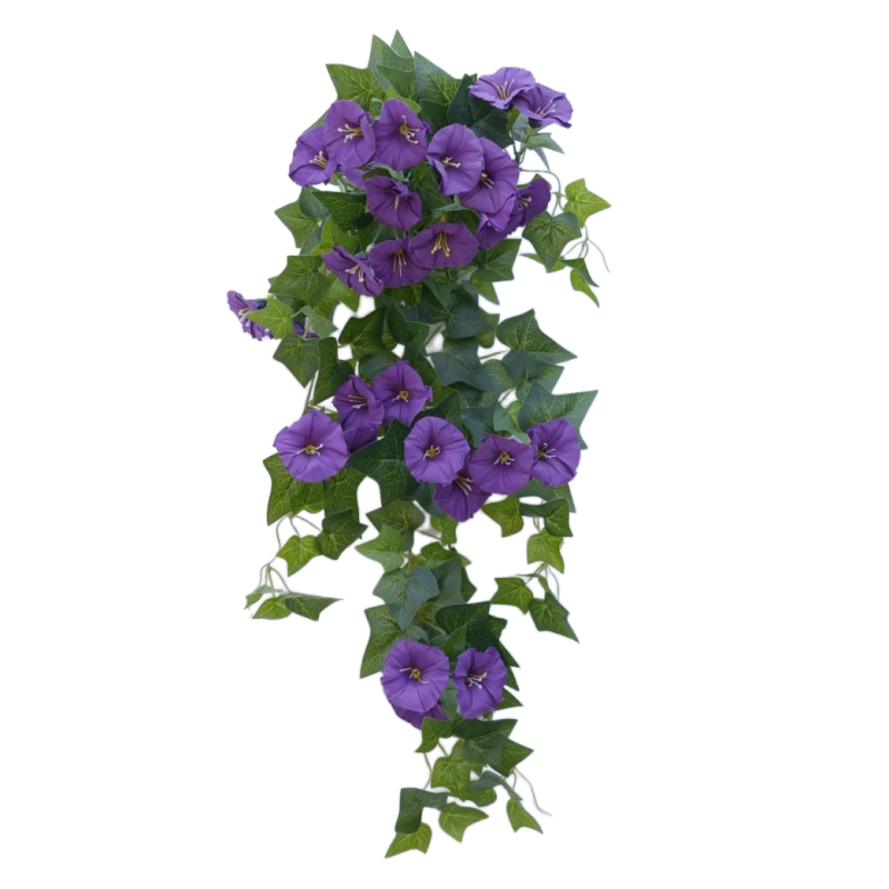 Gloire du matin (violet foncé)