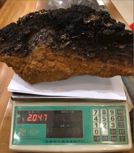 Chaga de haute qualité en gros, champignon chaga noir séché pour le système immunitaire - Product Image 3
