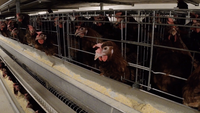 Nouvelle poulailler automatique de type H à énergie solaire et cage à poulettes avec structure en acier galvanisé pour usage agricole