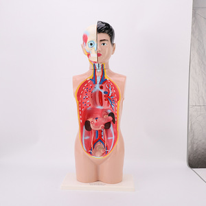 70cm 9 parti modello di anatomia <span class=keywords><strong>del</strong></span> corpo <span class=keywords><strong>del</strong></span> Torso umano insegnamento medico modello di Torso di anatomia <span class=keywords><strong>del</strong></span> corpo umano - Product Image 3