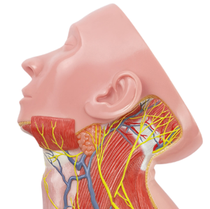 Modelo Anatómico de Músculos Superficiales de la Región del Cuello, Tamaño Real, para Enseñanza Médica, Anatomía Humana, Ciencias Médicas para Escuelas - Product Image 2
