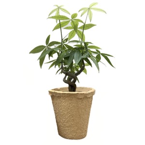 Vente en gros Fabricant plateau de semis papier recyclé Best-seller Plateau de semis personnalisé de haute qualité - Product Image 3