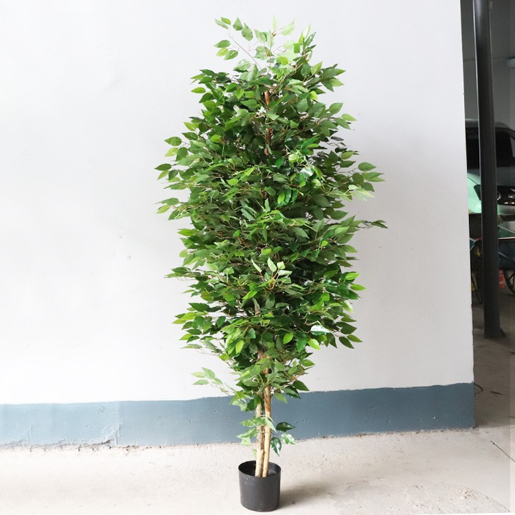 Árbol de baniano de 1,8 metros de altura [verde]