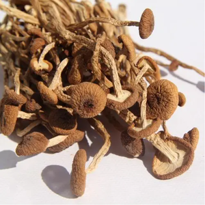 Série de champignons naturels nutritifs champignon d'arbre à thé séché bonne qualité cyclocybe <span class=keywords><strong>aegerita</strong></span> - Product Image 4