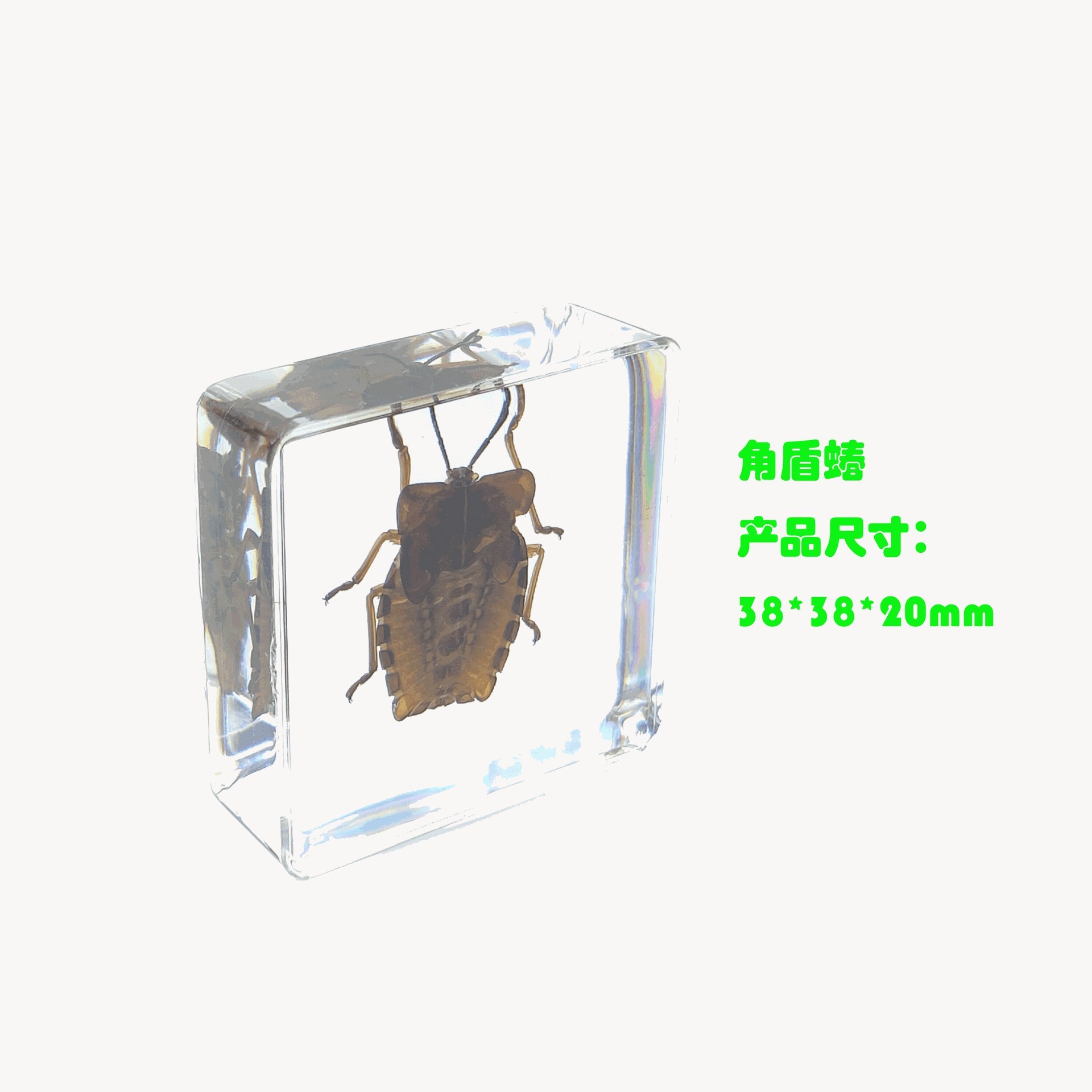 Sp shield bug-442916mm