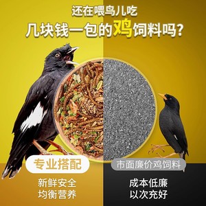 Nourriture pour oiseaux à haute teneur en protéines pour les mynas, 85 % de protéines, complément alimentaire naturel, formule d'alimentation - Product Image 3
