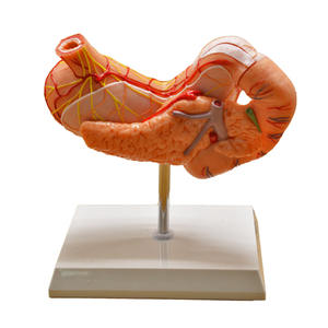 Modelo de estómago humano con vasos esofágicos Duodeno Páncreas y <span class=keywords><strong>nervios</strong></span> - Product Image 2