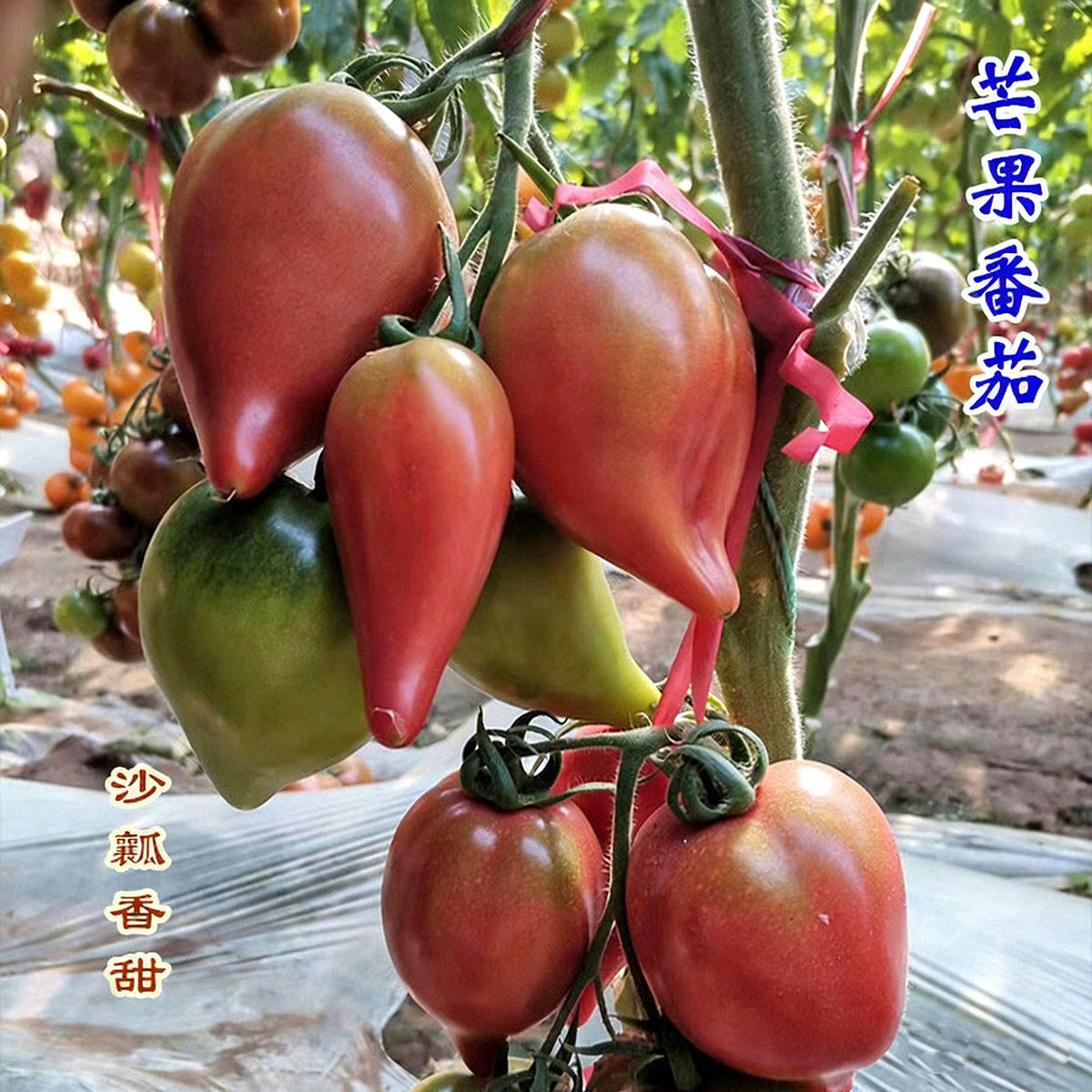 3# มะม่วงมะเขือเทศ 100 เมล็ด