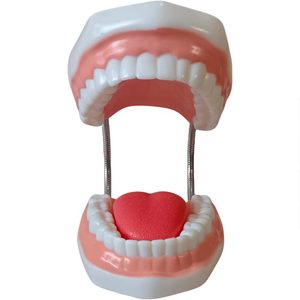 รูปแบบการสาธิตการแปรงฟันสำหรับโมเดลการดูแลสุขภาพช่องปากเด็ก - Product Image 3