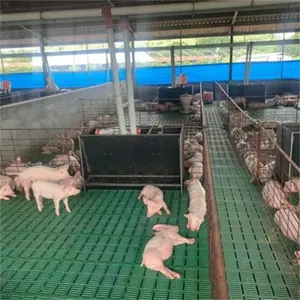 Komple domuz yetiştiriciliği ekipmanları proje tasarımı
