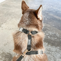 Harnais pour animaux de compagnie Sunraymascota, fabricant de harnais pour chiens, conception personnalisée, gilet pour chien imperméable en PVC, laisse, collier, ensemble de harnais pour chien