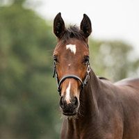 Nouveaux produits équestres ensemble de licous de cheval classiques licous de cheval en cuir de buffle personnalisés équipement équestre réglable
