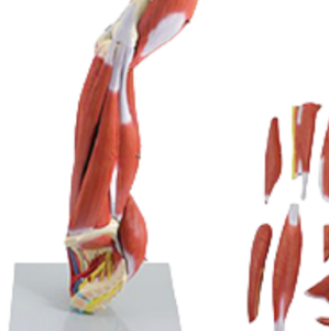 Modèle anatomique ADA A333 de haute qualité des muscles de la jambe humaine, taille réelle, 23 parties, pour étudiants en médecine, Shanghai - Product Image 3