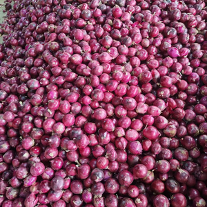 Cebollas Rojas/amarillas de alta calidad 2025, tamaños 5-8/6-9cm, exportadas desde China a bajo precio, cebollas frescas peladas suministradas, el mejor proveedor - Product Image 1
