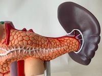 Modèle Anatomique Médical Populaire en PVC : Pancreas, Rate et Duodénum Humains, Modèle Anatomique du Foie Humain, Certifié CE/ISO